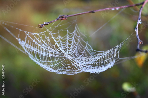 spider web in dew drops on branches
