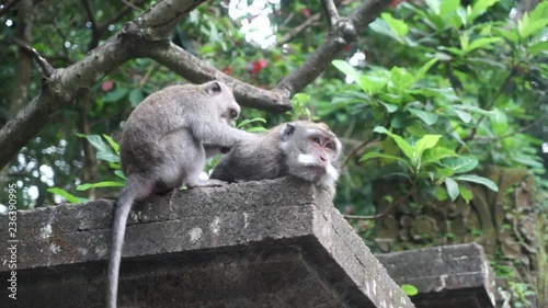 Bali Monkey (Macaque) gets groomed on a wall in slowmotion photo