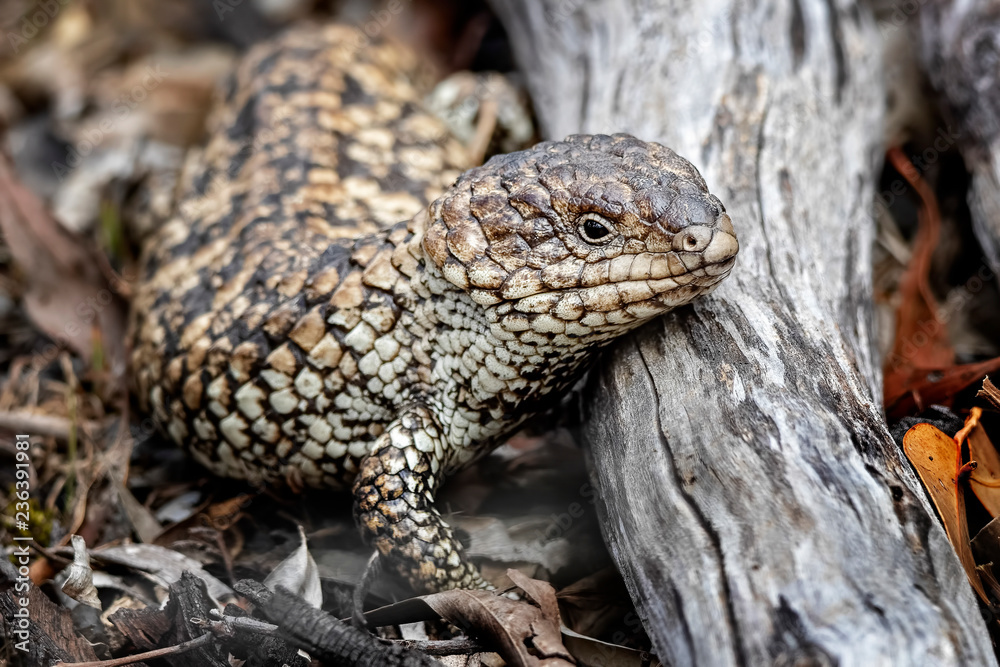 Fototapeta premium Shingleback Lizard (Tiliqua rugosa)