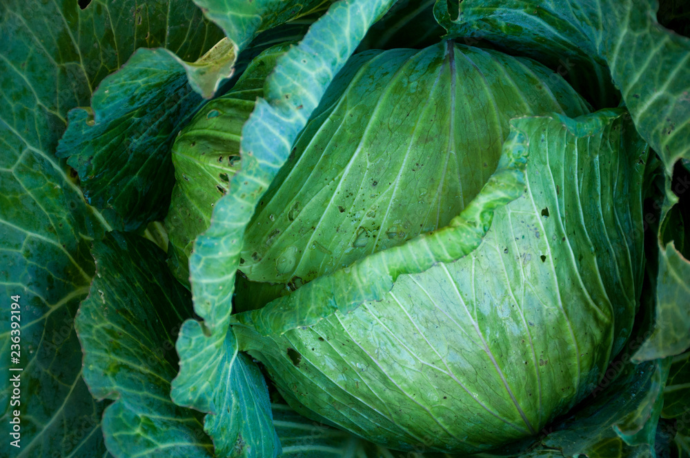 Obraz premium Close up green Cabbage damage insect hole drop water top view background