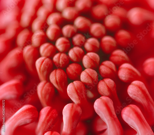 Waratah flower close-up photo