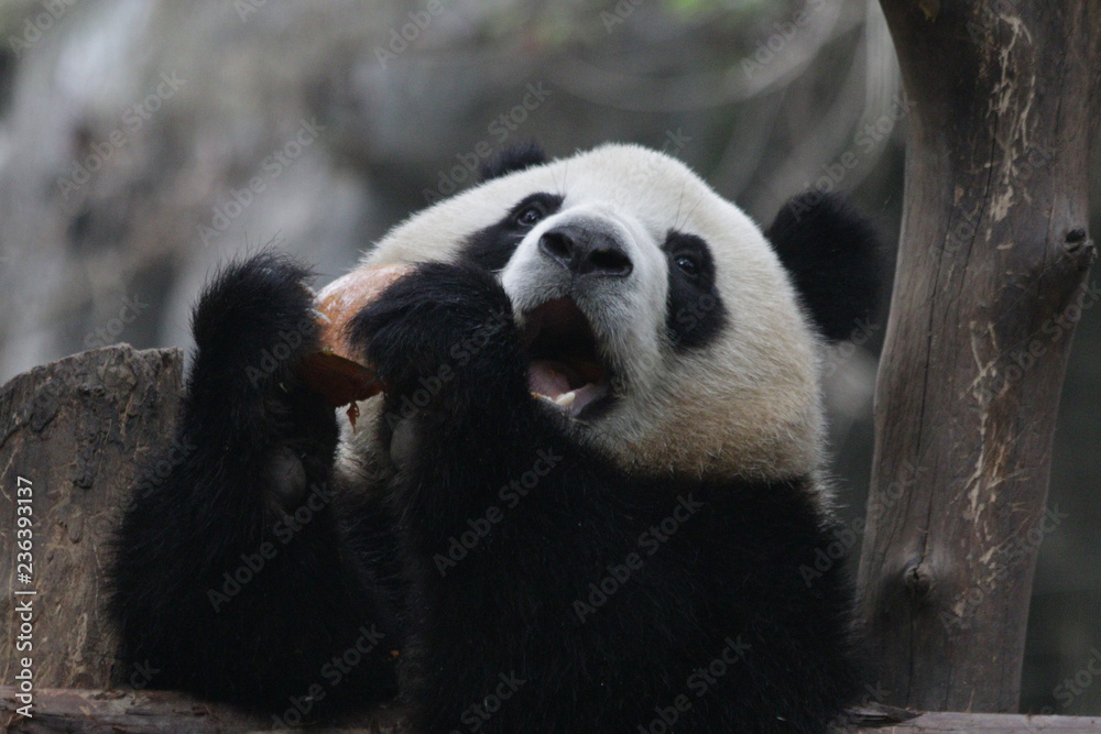 Obraz premium Little Cute Panda Cub eating Pumpkin, Chengdu, China