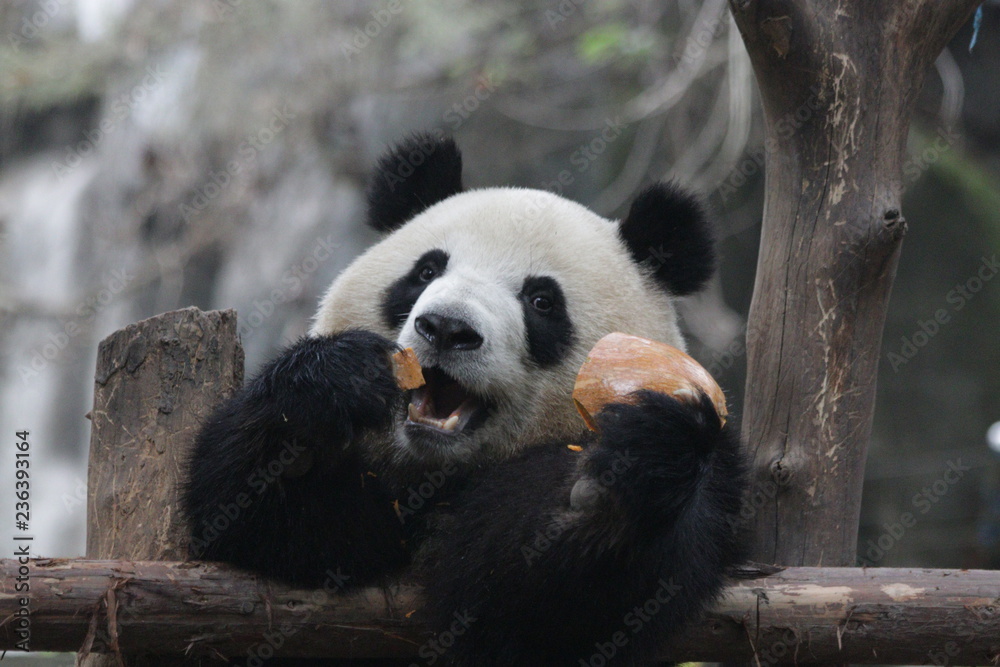 Obraz premium Little Cute Panda Cub eating Pumpkin, Chengdu, China