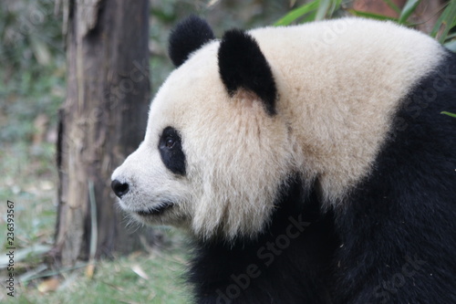 Funny Giant Panda Cub name Yuan Run  Chengdu  China