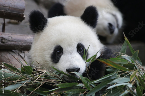 Fototapeta Naklejka Na Ścianę i Meble -  Innocent Eyes of Little Panda Cub, Chengdu, China