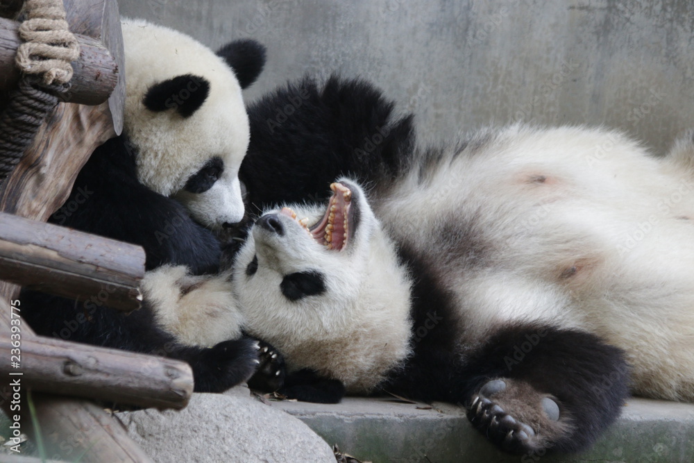 Precioud Moent of Love, Mother Panda and her Cub, Little cub is trying to wake up her mom, Chengdu, China Precioud Moent of Love, Mother Panda and her Cub, Little cub is trying to wake up her mom, Chengdu, China