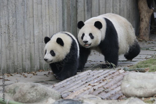 Mother Panda is Taking a Walk with her Cub, Chengdu, China