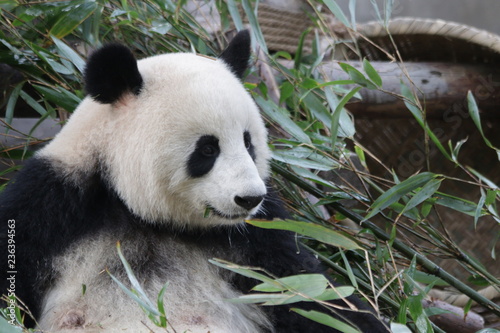 Fototapeta Naklejka Na Ścianę i Meble -  Close Up Sweet Female Panda, Xiao YaTou, Chengdu, China