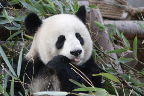 Beautiful Sweet Female Giant Panda  China