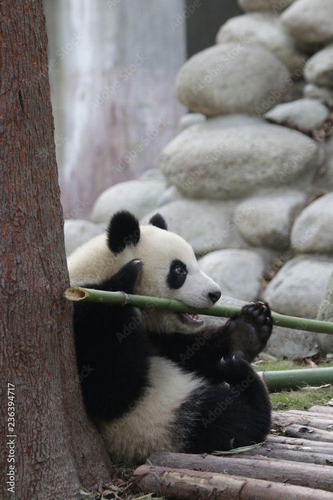 Fototapeta premium Little Baby Panda Cub is Going to bite the thick Bamboo, Chengdu, China