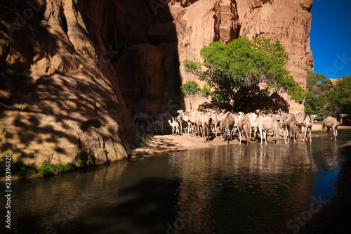 Panorama inside canyon aka guelta Bashikele with camels in East Ennedi, Chad