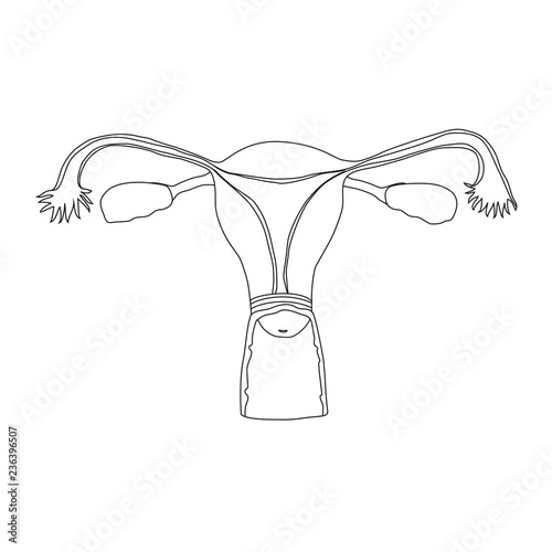 Human realistic uterus. Anatomy flat illustration. Thin line image, white background.