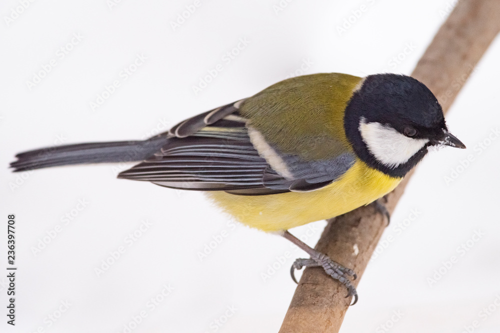 Fototapeta premium Sikora bogatka (Parus major) - ptak z rodziny sikorkowatych w naturalnym środowisku z naturalnym światłem, z bliska.