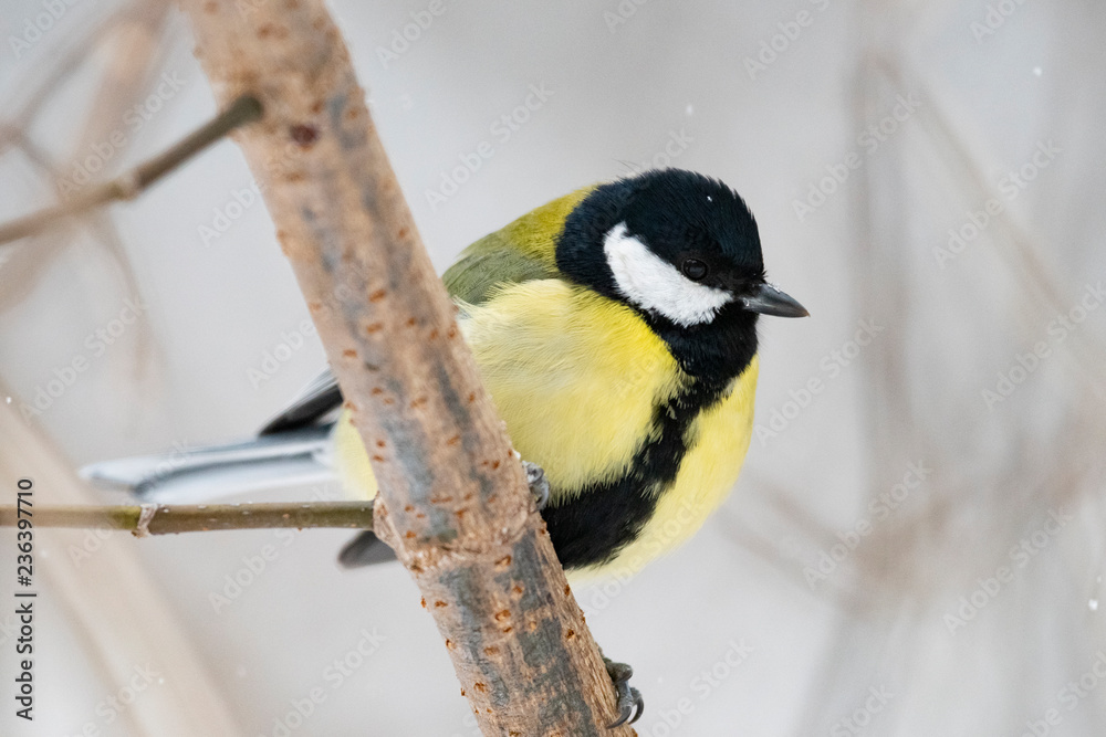 Obraz premium Sikora bogatka (Parus major) - ptak z rodziny sikorkowatych w naturalnym środowisku z naturalnym światłem, z bliska.