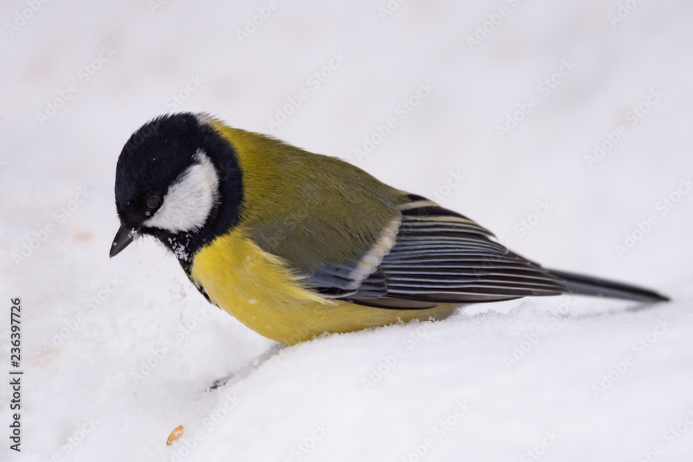 Naklejka premium Sikora bogatka (Parus major) - ptak z rodziny sikorkowatych w naturalnym środowisku z naturalnym światłem, z bliska.