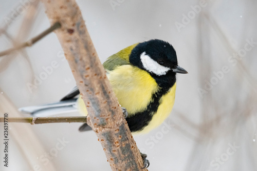 Great tit (Parus major) - a bird of the titmouse family in its natural environment with natural light, close-up.