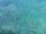 Fish in the clear sea water in Bali
