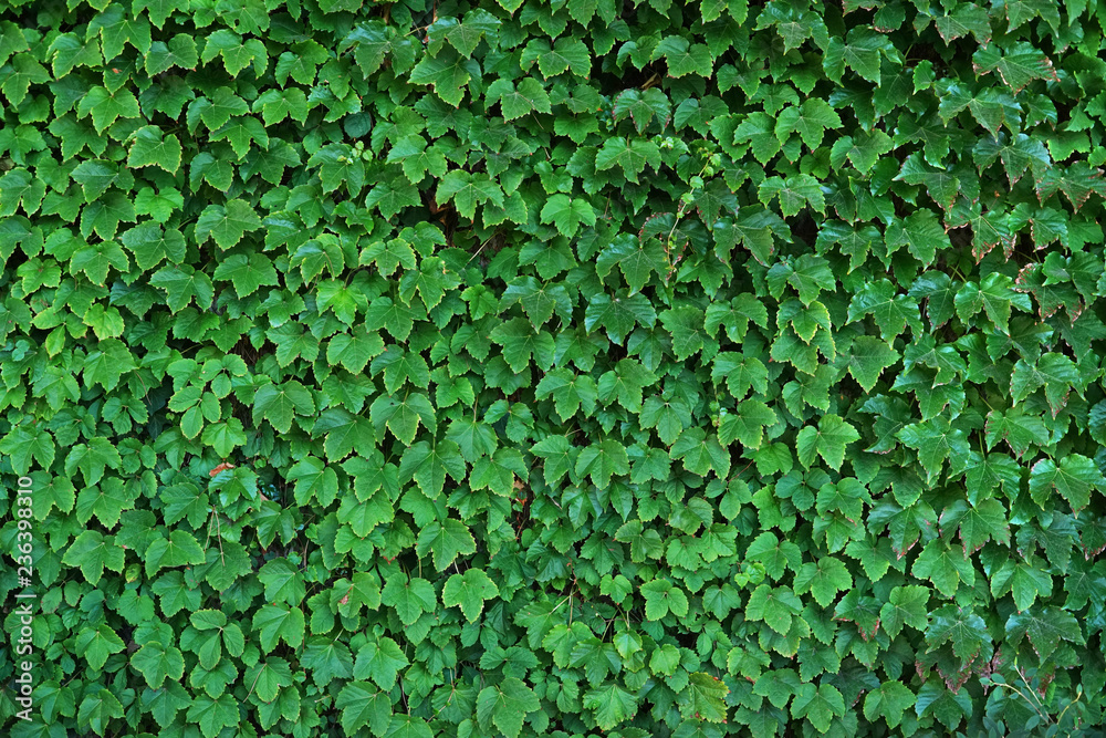 Natural hedge background. Close-up of green leaves. Natural hedge background. Close-up of green leaves.