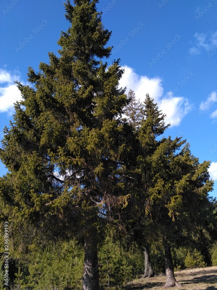 Fototapeta premium tree and blue sky