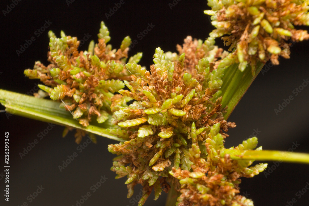 Macro of Green grass flowers of Umbrella Sedge or Umbrella Gras (Cyperus iria L) with Black blackground, close-up Macro of Green grass flowers of Umbrella Sedge or Umbrella Gras (Cyperus iria L) with Black blackground, close-up