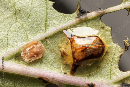 Top View of Golden Tortoise Beetle on green leaf photo