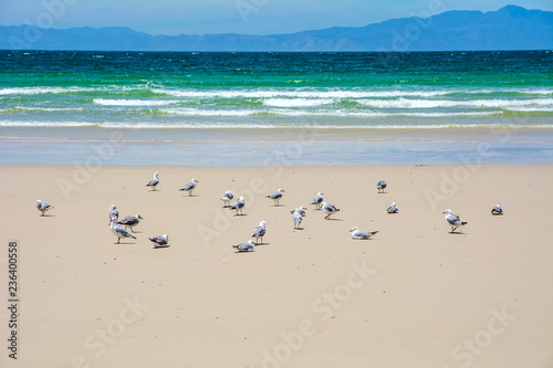 Gulls On The Shoreline © CarmenRay