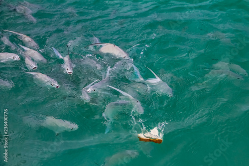 Tropical fish feeding frenzy in the Caribbean Sea off the coast of the Bahamas