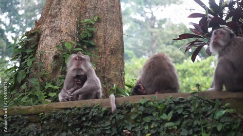 Bali Monkey (Macaque) family sitting on a wall in forrest with offspring photo