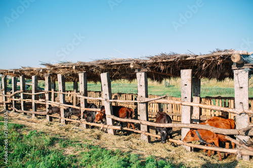 agriculture industry, farming and animal husbandry concept. herd of cows in cowshed on dairy farm