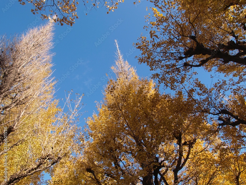 Fototapeta premium イチョウ並木