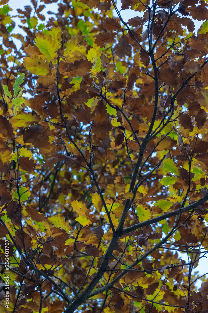 Baum mit herbstlich verfärbtem Laum Baum mit herbstlich verfärbtem Laum