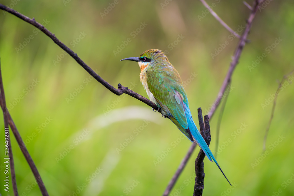 Blue tailed bee-eater (Merops philippinus) perching Blue tailed bee-eater (Merops philippinus) perching