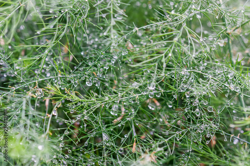 Fresh morning dew on grass, natural background