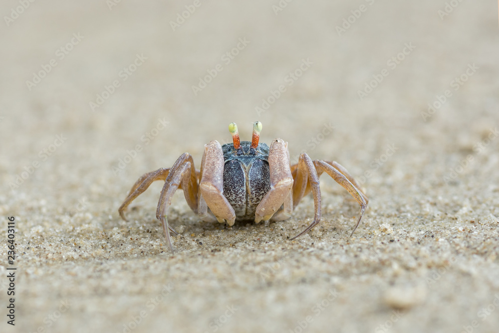 little cute round crab on sand little cute round crab on sand