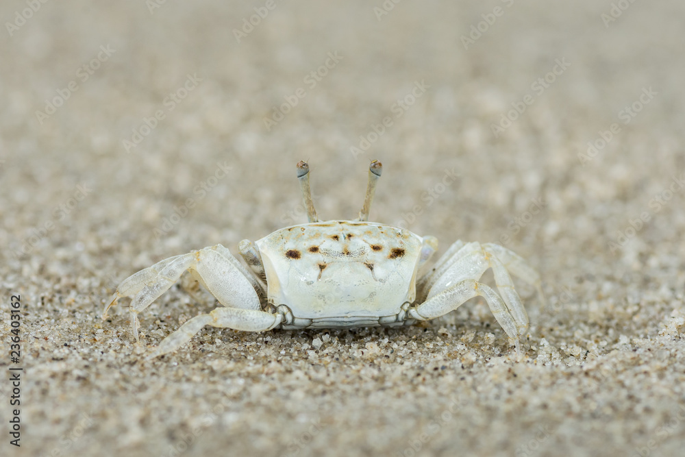 white sandy baby crab