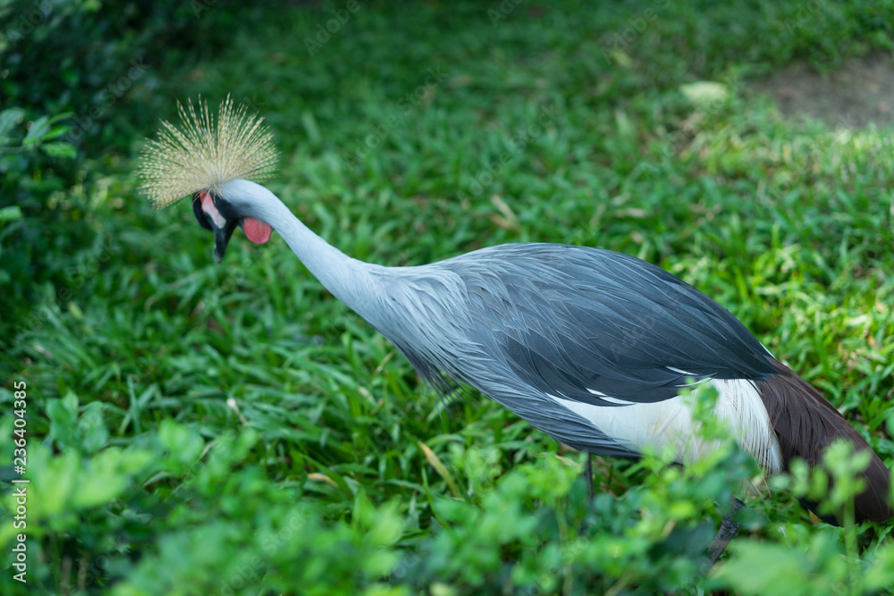 grey crowned crane bird