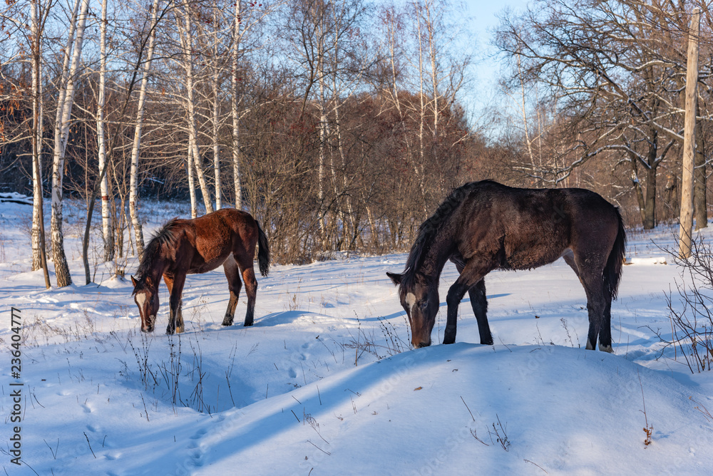 Young horses in the winter forest Young horses in the winter forest