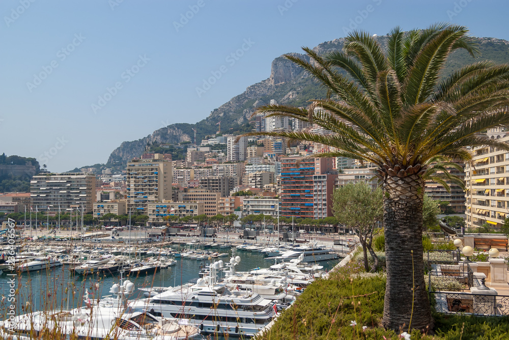 View of the modern residential buildings in La Condamine, Hercules port with luxury yachts and a large green palm tree in the foreground. Photo taken in August 2018 in the city of Monaco.