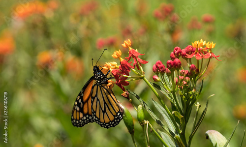 Monarch Butterfly  © V