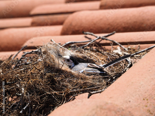 bird in the nest photo