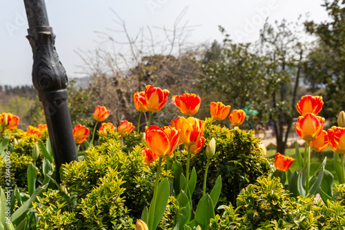 emirgan korusu grove in spring with tulips and the flowers photo