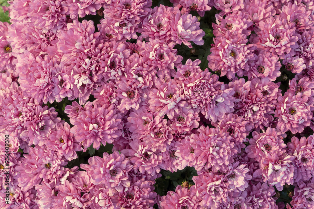 Fototapeta premium pink flowers in the garden