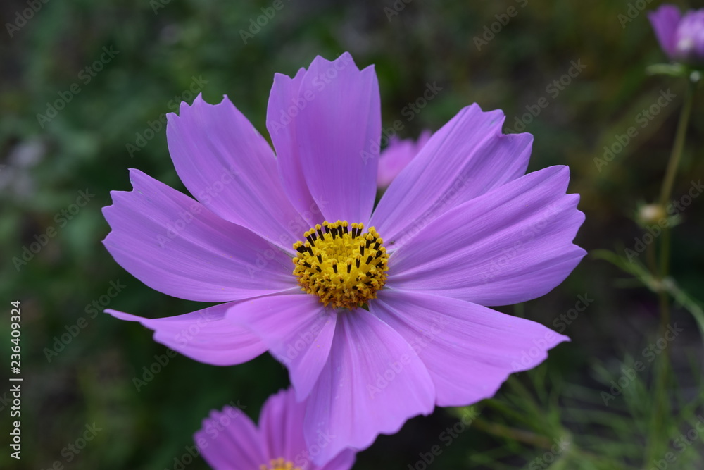 Obraz premium コスモス