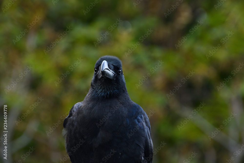 Obraz premium カラス