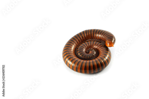 millipede isolated / brown millipede coiled animal insect wildlife