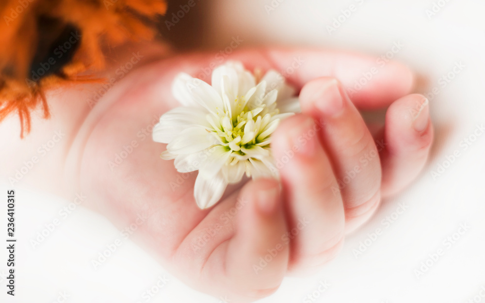 hand with flower of a sleeping newborn baby close up isolated background