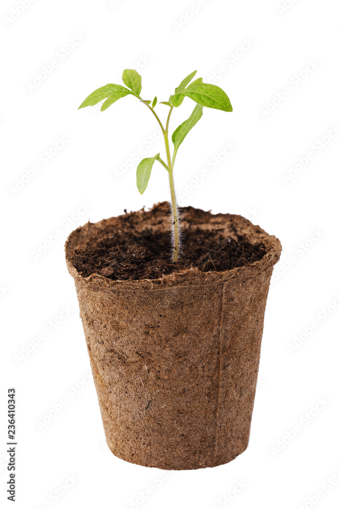 Pepper sprouts in peat pot isolated on white background Pepper sprouts in peat pot isolated on white background