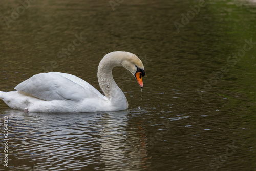 Fototapeta Naklejka Na Ścianę i Meble -  White swan in pool