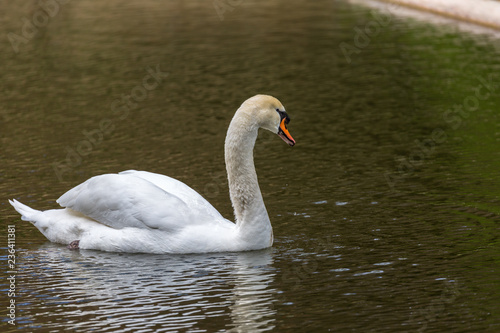White swan in pool