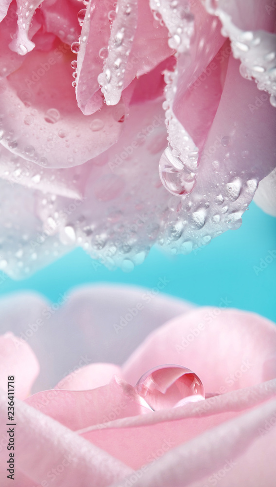 pink roses with rain drops - a macro picture pink roses with rain drops - a macro picture